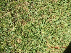 St Augustine Grass Jacksonville Florida