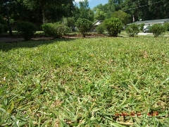 St Augustine Sod Jacksonville Florida